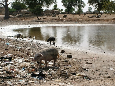 Badoudou 112 - Cochon - Senegal