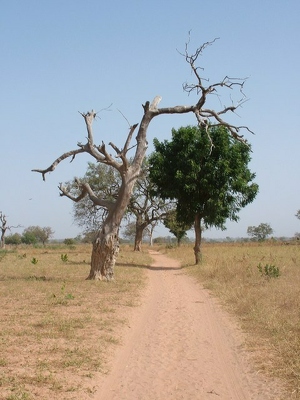 Badoudou 129 - Arbre - Senegal