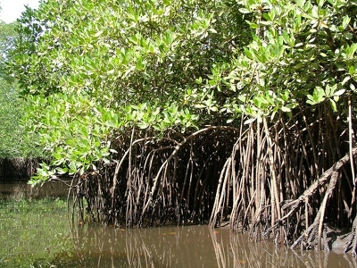 Badoudou 185 - Pirogue - Senegal