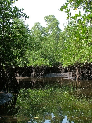 Badoudou 194 - Mangroves - Senegal