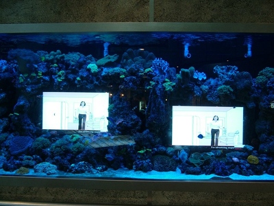 Singapour - 096 - Aquarium et tele pub