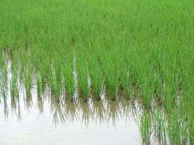 Baie d Along - 101 - Riziere - Vietnam