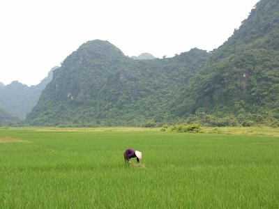 Baie d Along - 105 - Femme dans riziere - Vietnam