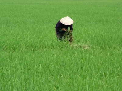 Baie d Along - 107 - Femme dans riziere - Vietnam