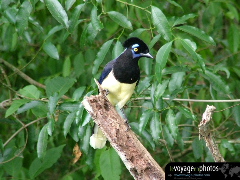 Fond-ecran-Argentine-Iguazu_-_Oiseau_jaune_bleu.jpg