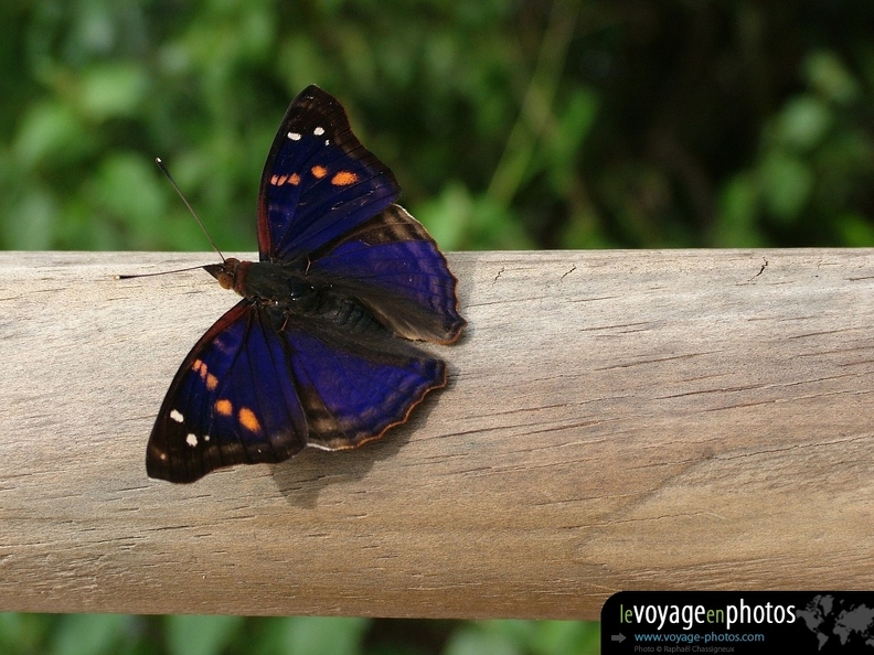 Fond-ecran-Argentine-Iguazu_Papillon_bleu.jpg
