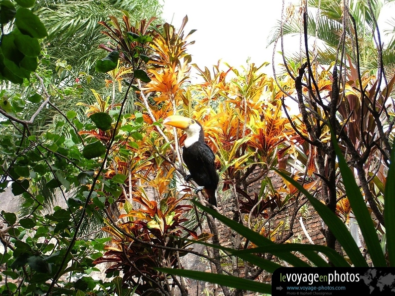 Fond-ecran-Bolivie-Santa_Cruz_-_Toucan.jpg