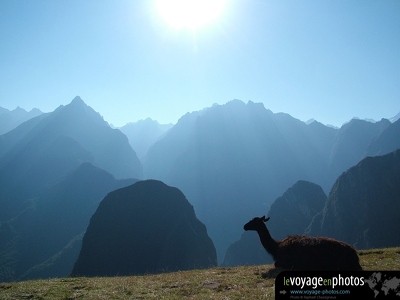 Fond-ecran-Perou-Machu picchu lama regarde vall e