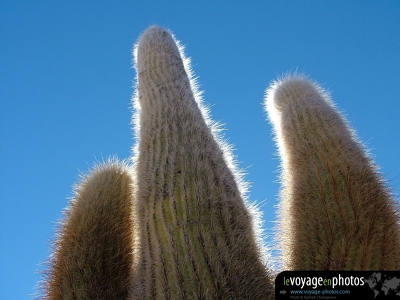 Fond-ecran-Salar d uyuni Cactus