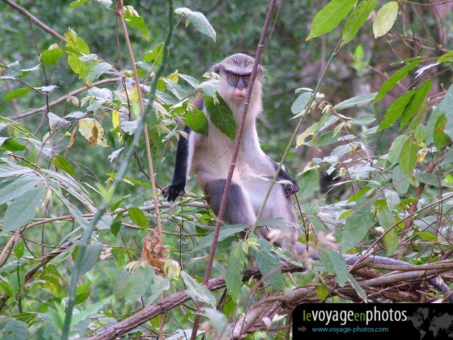 Est Tafi Atome 205 - Monkey dans foret - Ghana